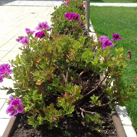 Anastasias House Λαγανάς